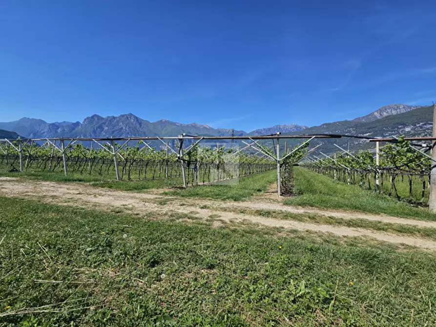 Immagine 6 di Terreno in vendita  a Arco