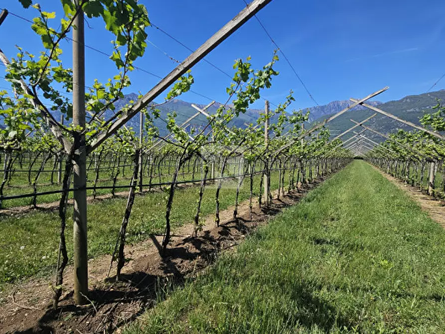 Immagine 8 di Terreno in vendita  a Arco