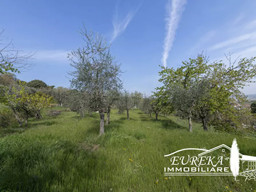 Immagine 14 di Rustico / casale in vendita  in Strada Provinciale di Sinalunga a Sinalunga