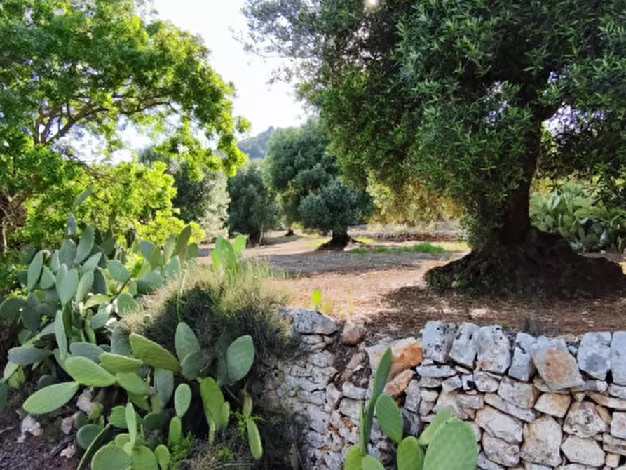 Immagine 5 di Rustico / casale in vendita  in Via Giardinelli a Fasano