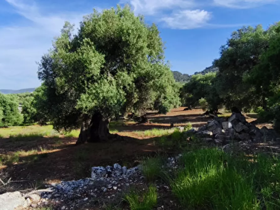 Immagine 7 di Rustico / casale in vendita  in Via Giardinelli a Fasano