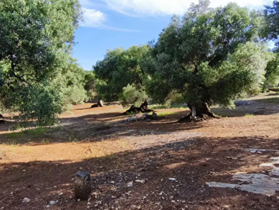 Immagine 9 di Rustico / casale in vendita  in Via Giardinelli a Fasano
