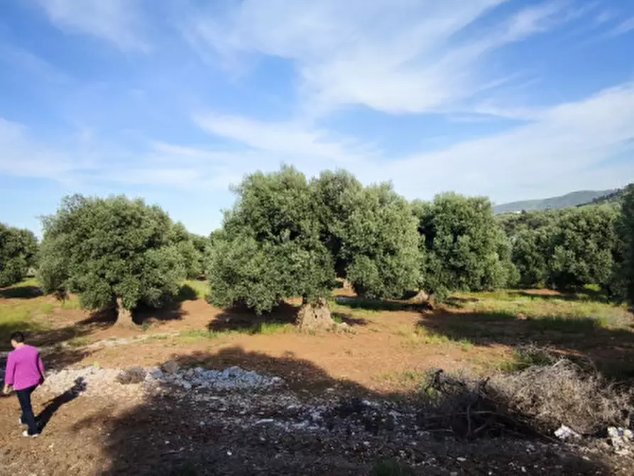 Immagine 24 di Rustico / casale in vendita  in Via Giardinelli a Fasano