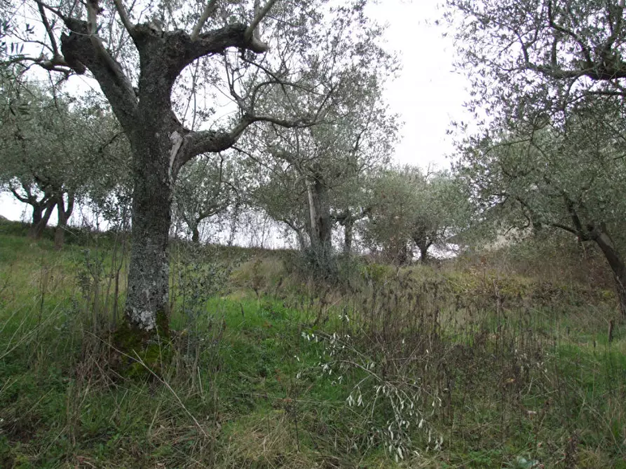 Immagine 8 di Villa in vendita  in San Martino a Apice