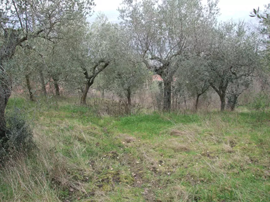 Immagine 19 di Villa in vendita  in San Martino a Apice