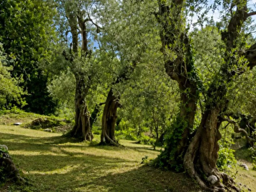 Immagine 7 di Rustico / casale in vendita  in san biagio a Vico Del Gargano
