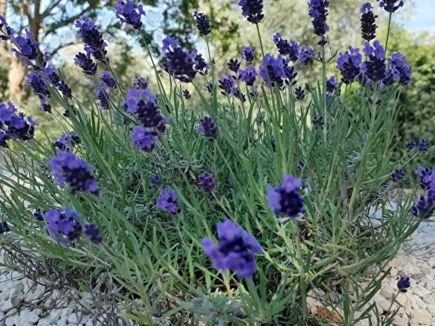 Immagine 25 di Rustico / casale in vendita  in san biagio a Vico Del Gargano
