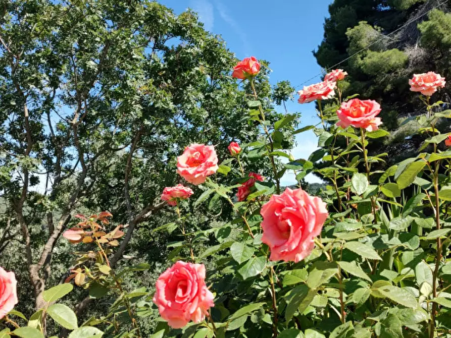 Immagine 26 di Rustico / casale in vendita  in san biagio a Vico Del Gargano