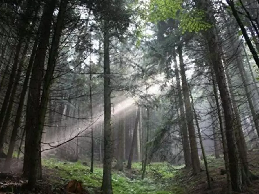 Immagine 1 di Terreno in vendita  in località saiori a Brentonico