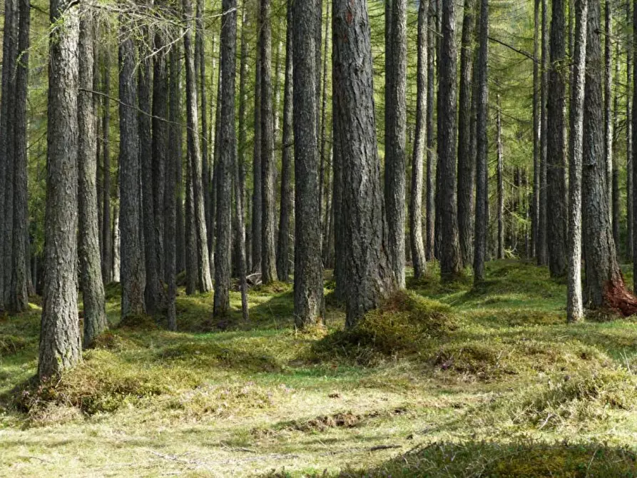 Immagine 1 di Terreno in vendita  in Besagno a Mori