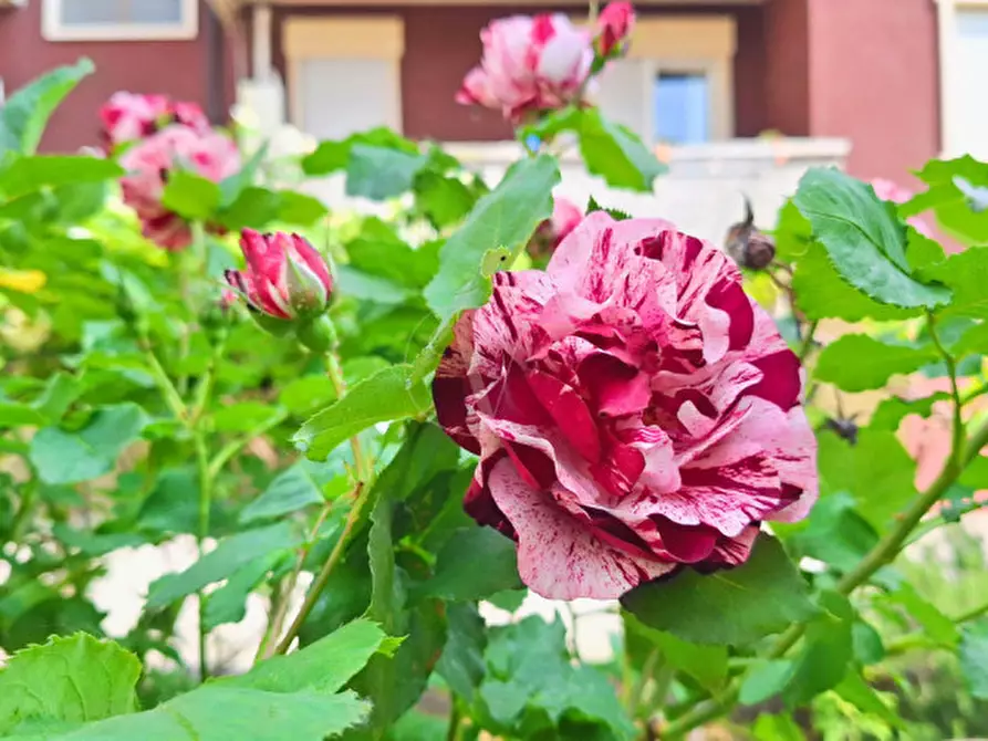 Immagine 21 di Casa indipendente in vendita  in Via Matteazzi a Vicenza