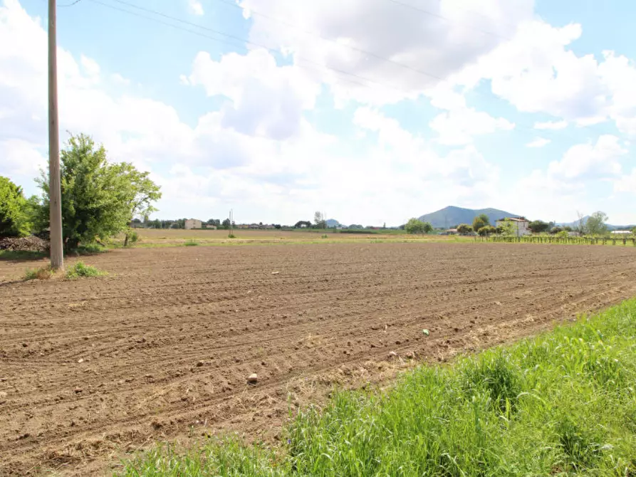 Immagine 2 di Terreno in vendita  a Pernumia