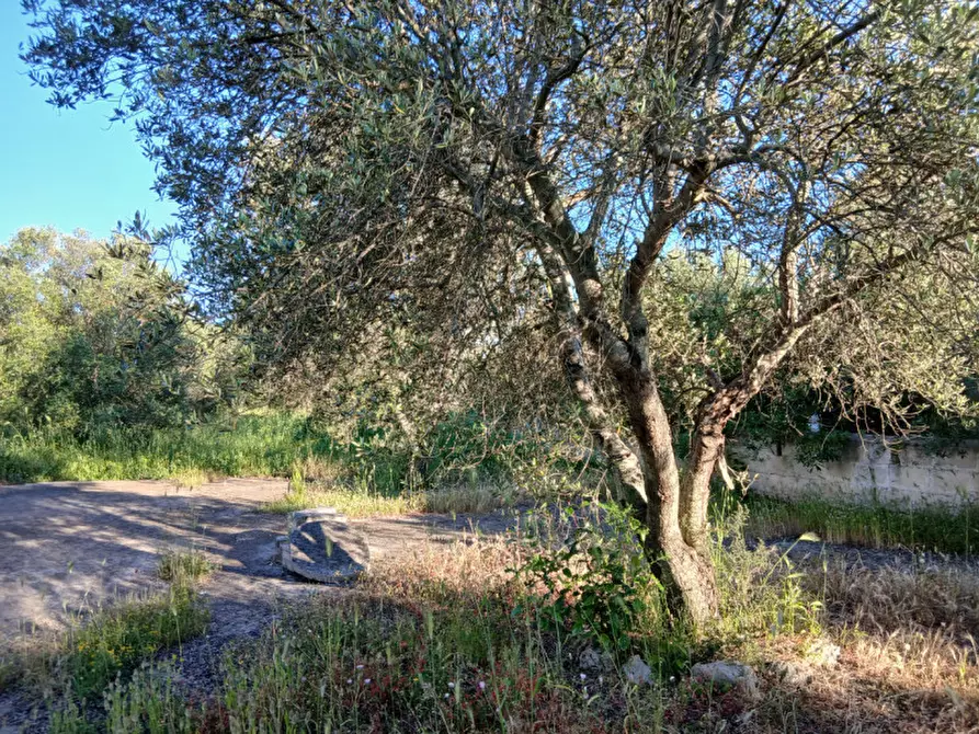 Immagine 17 di Rustico / casale in vendita  in C.da Piatone a Ostuni
