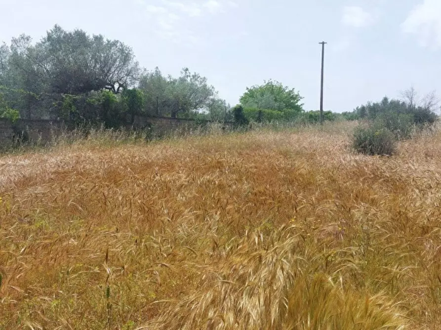 Immagine 2 di Terreno in vendita  in Galese Martelluzzo, 93015 Niscemi CL, Italia a Niscemi