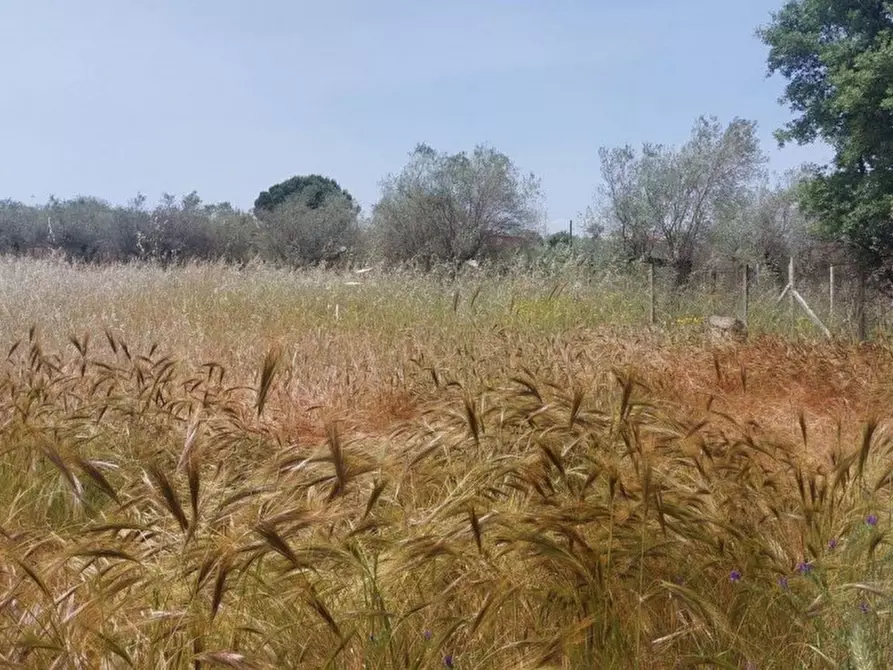 Immagine 3 di Terreno in vendita  in Galese Martelluzzo, 93015 Niscemi CL, Italia a Niscemi