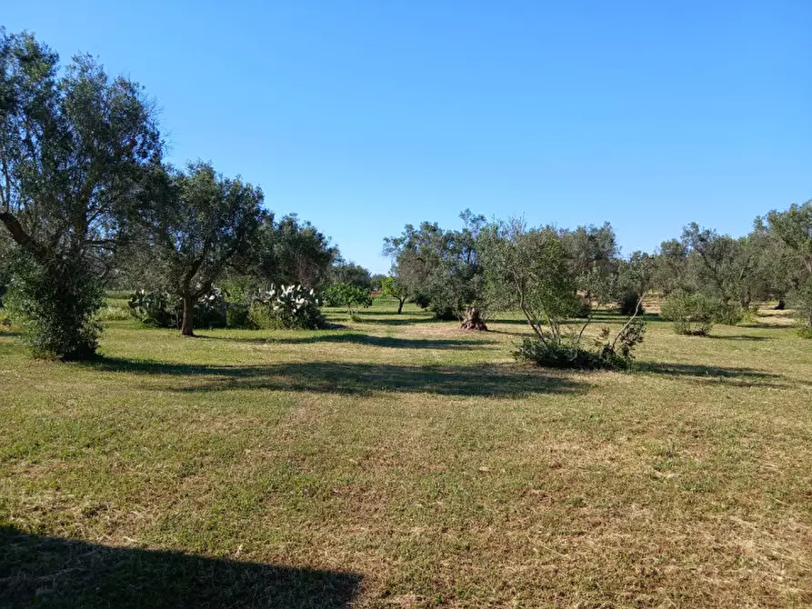 Immagine 13 di Rustico / casale in vendita  in C.da Grottole a Latiano