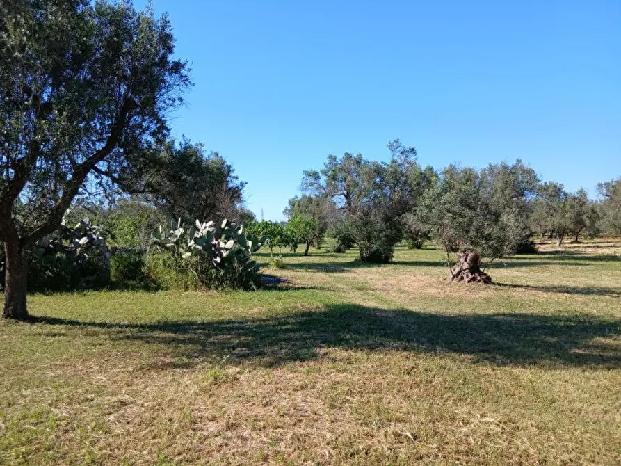 Immagine 15 di Rustico / casale in vendita  in C.da Grottole a Latiano