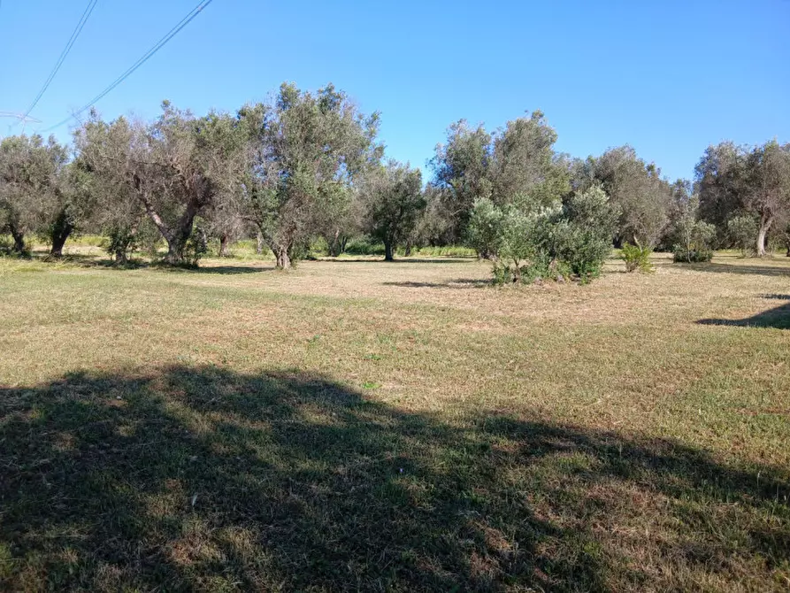 Immagine 16 di Rustico / casale in vendita  in C.da Grottole a Latiano