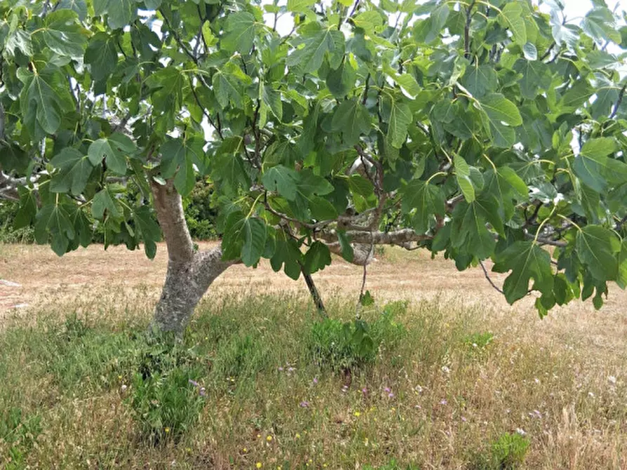 Immagine 4 di Terreno in vendita  in SP 332 a Presicce-Acquarica