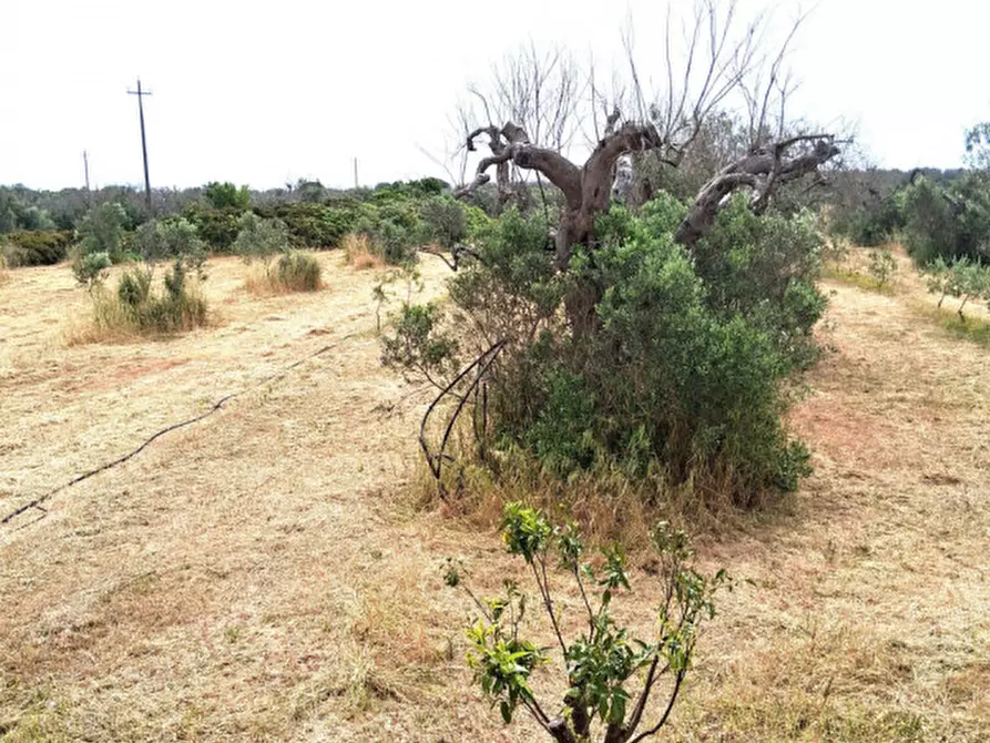 Immagine 13 di Terreno in vendita  in SP 332 a Presicce-Acquarica