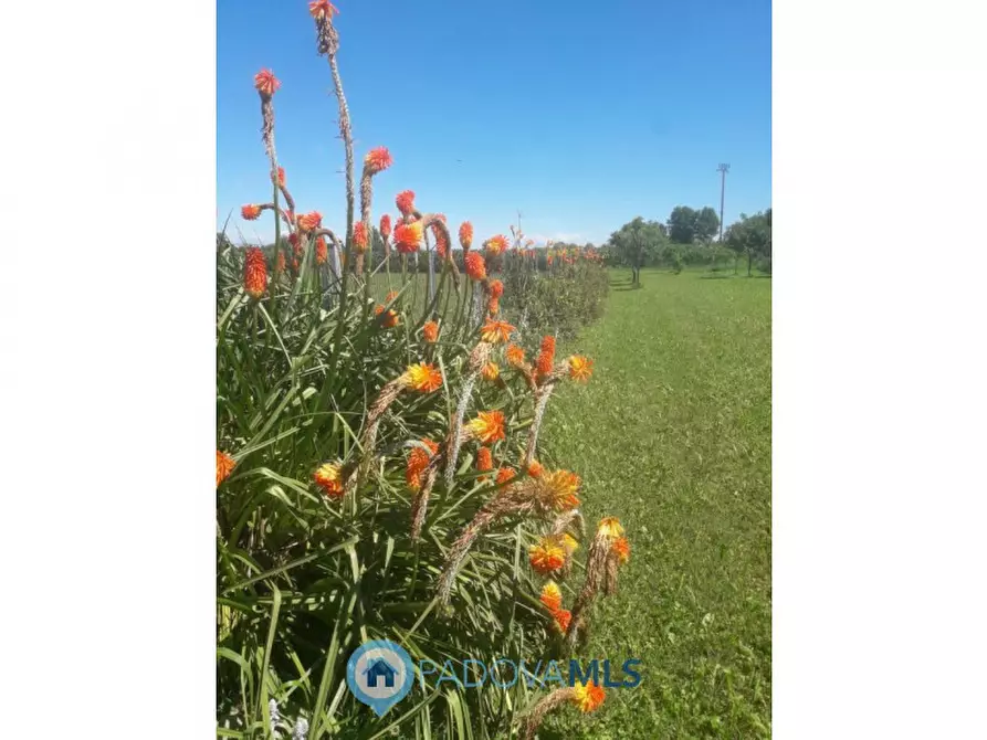 Immagine 7 di Terreno in vendita  a Camponogara