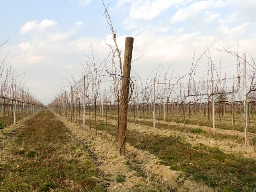 Immagine 2 di Terreno in vendita  a Treviso