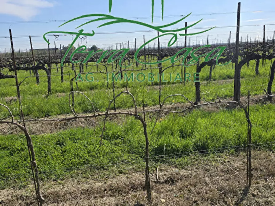 Immagine 3 di Terreno in vendita  a San Donà Di Piave