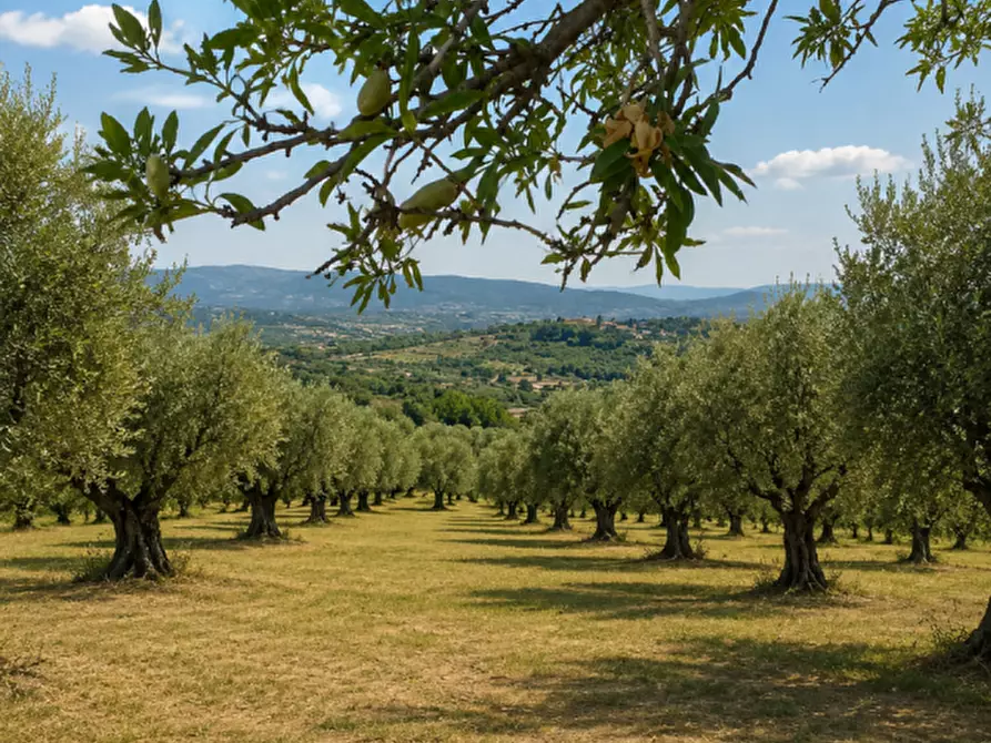 Immagine 1 di Terreno in vendita  in CONTRADA ZUPPARDA a Noto