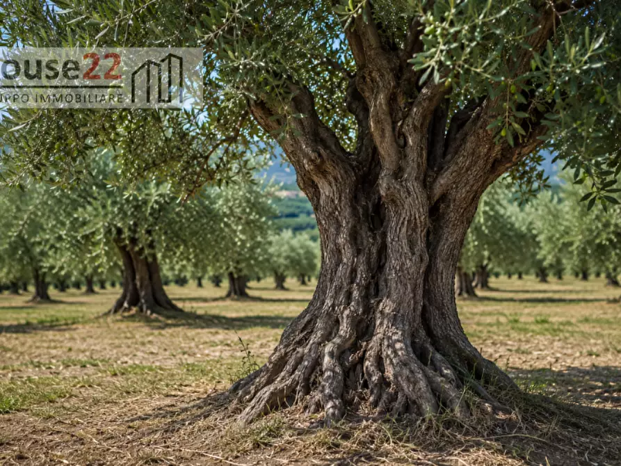 Immagine 3 di Terreno in vendita  in CONTRADA ZUPPARDA a Noto