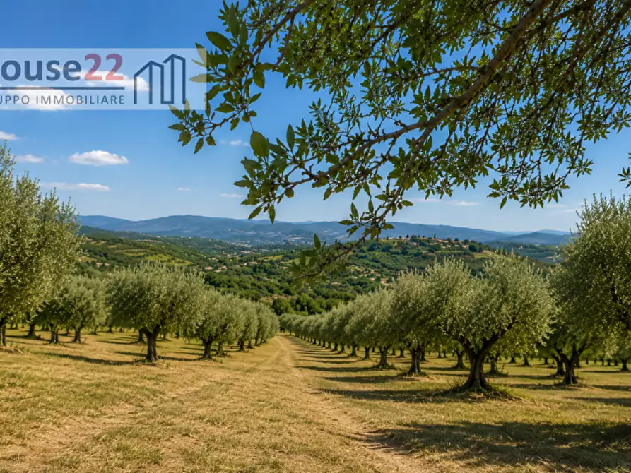 Immagine 6 di Terreno in vendita  in CONTRADA ZUPPARDA a Noto