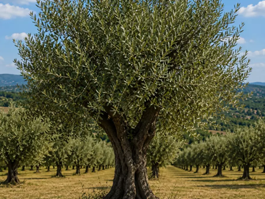 Immagine 8 di Terreno in vendita  in CONTRADA ZUPPARDA a Noto