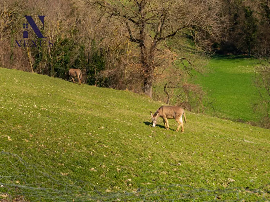 Immagine 24 di Rustico / casale in vendita  a Sassoferrato