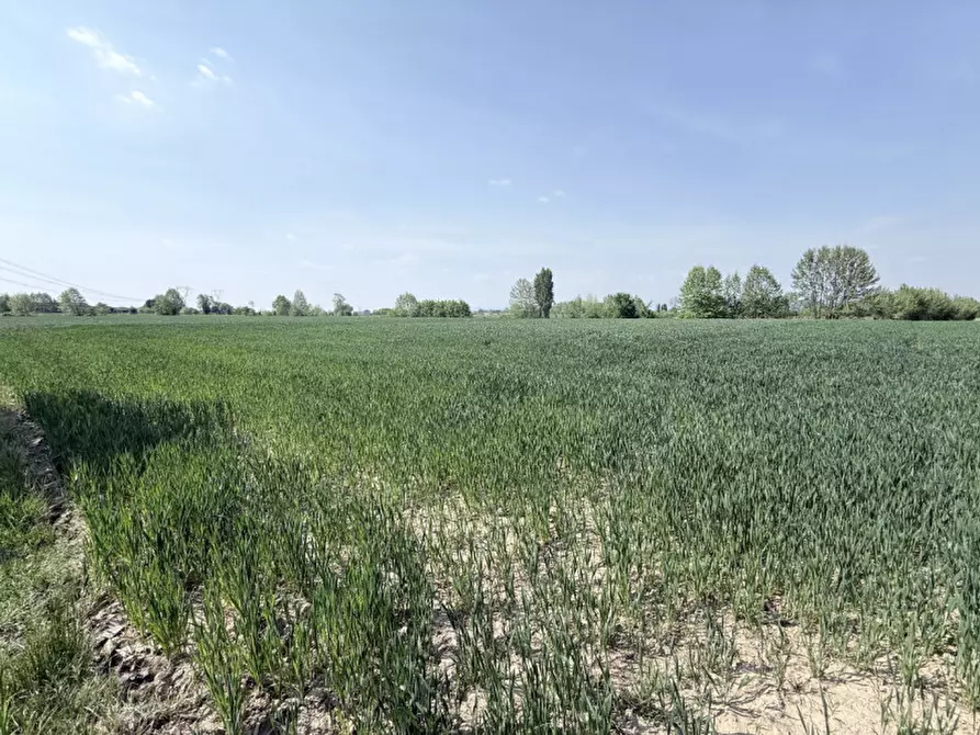 Immagine 2 di Terreno in vendita  a Zimella