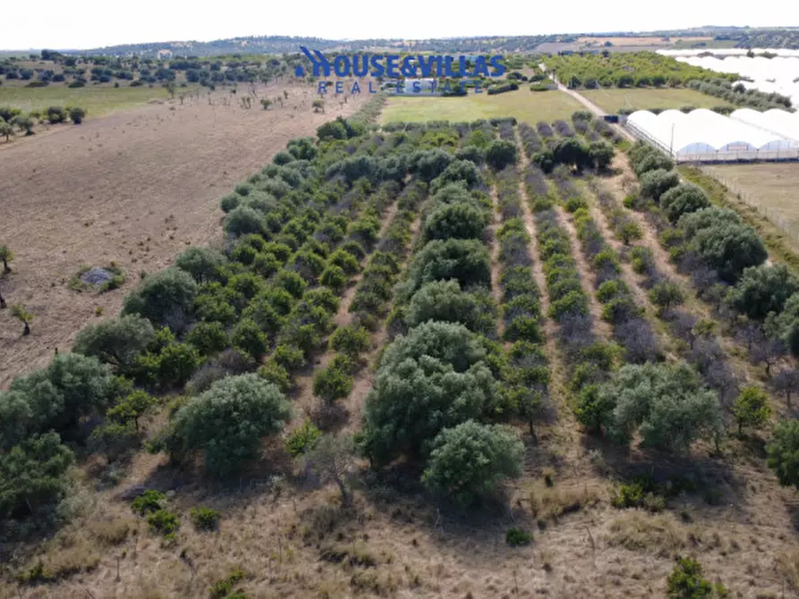 Immagine 4 di Terreno in vendita  in sp19 a Noto