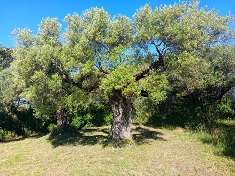 Immagine 1 di Terreno in vendita  in Strada di Colle Marocco a Palombara Sabina