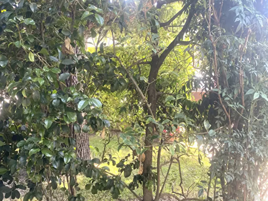 Immagine 8 di Casa bifamiliare in vendita  in Via Roma a Brugine