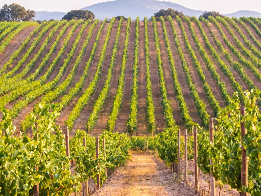 Immagine 1 di Terreno in vendita  in Via Roma a Sant'ambrogio Di Valpolicella