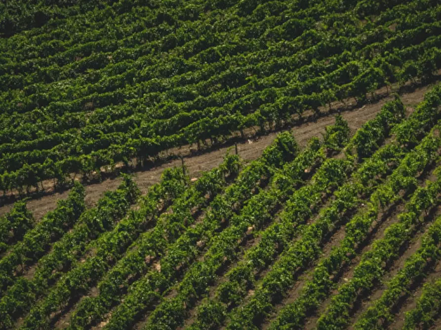 Immagine 12 di Terreno in vendita  in Via Roma a Sant'ambrogio Di Valpolicella