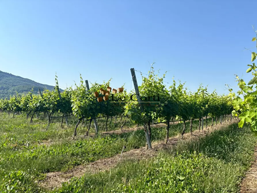 Immagine 2 di Terreno in vendita  a Lonigo
