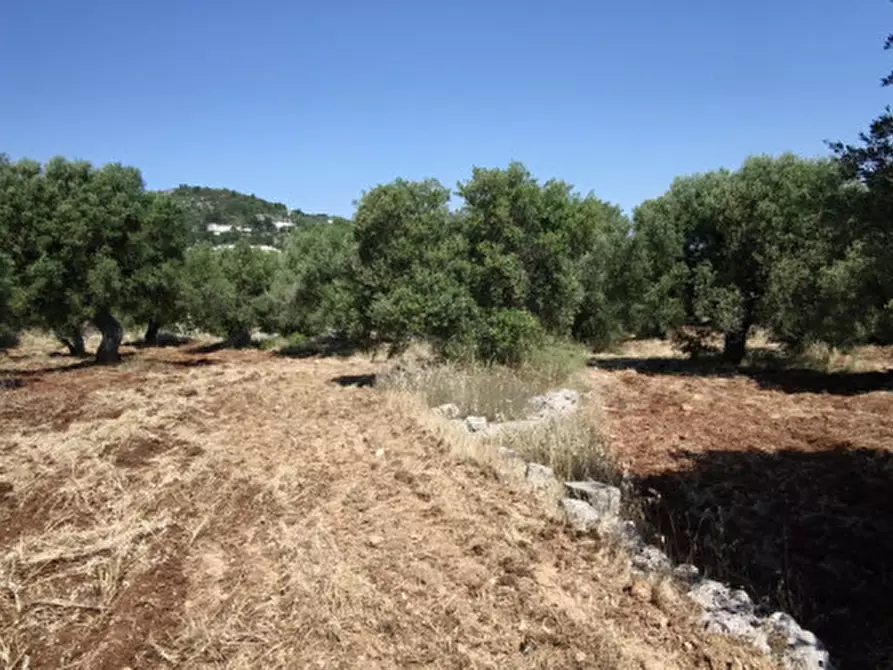 Immagine 10 di Terreno in vendita  in Via Vecchia di Laureto a Fasano