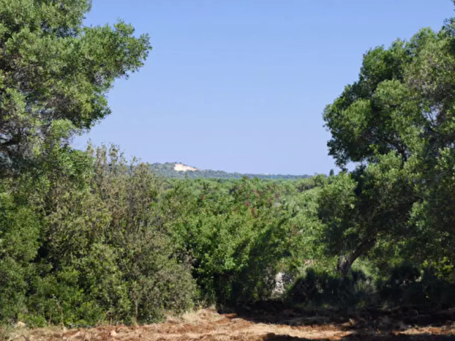 Immagine 14 di Terreno in vendita  in Via Vecchia di Laureto a Fasano