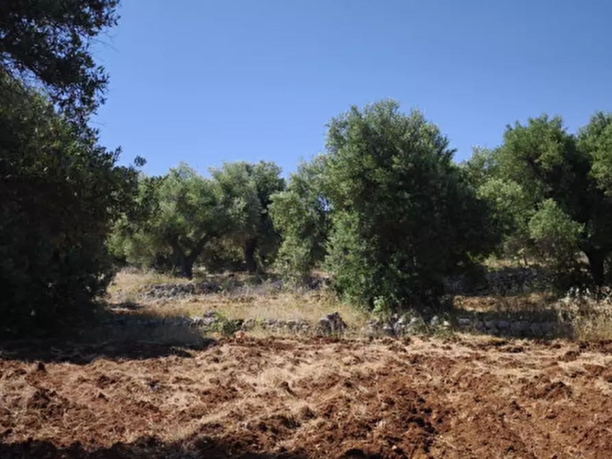 Immagine 20 di Terreno in vendita  in Via Vecchia di Laureto a Fasano