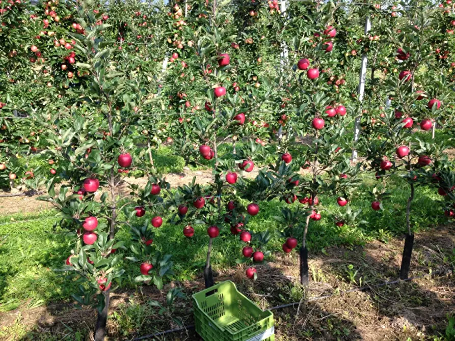 Immagine 2 di Terreno in vendita  in Via Buggia a Belfiore
