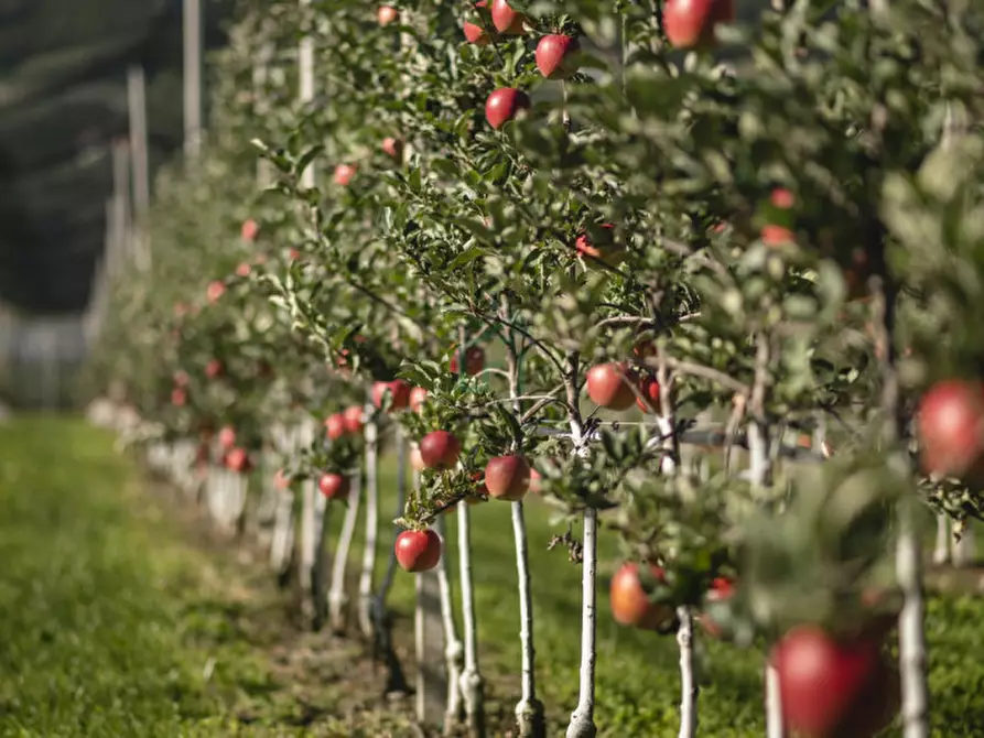 Immagine 4 di Terreno in vendita  in Via Buggia a Belfiore
