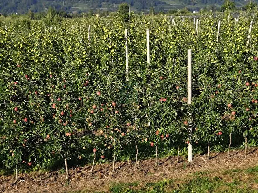 Immagine 7 di Terreno in vendita  in Via Buggia a Belfiore