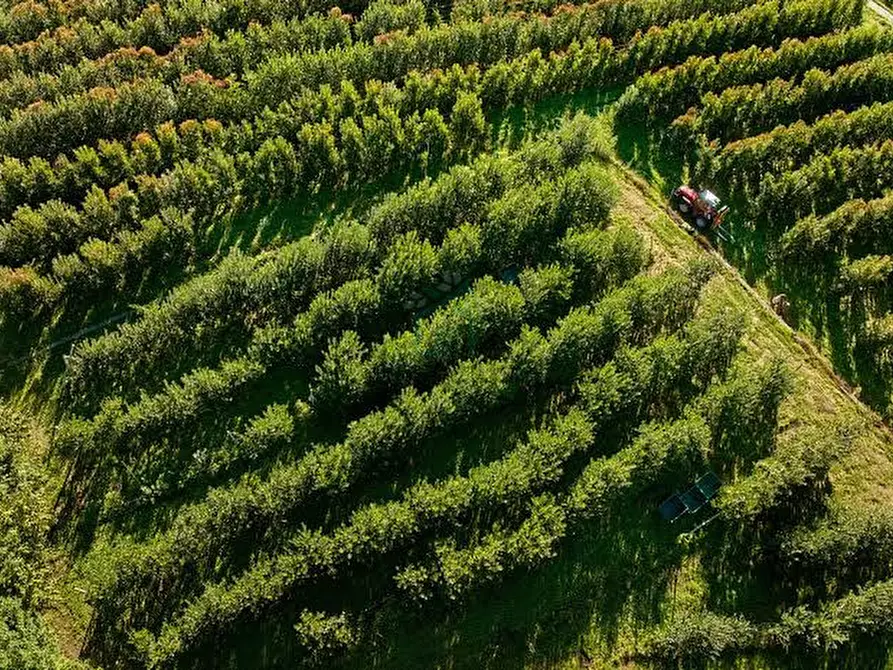 Immagine 8 di Terreno in vendita  in Via Buggia a Belfiore
