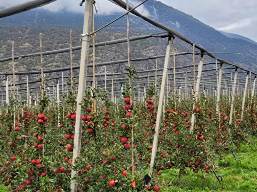 Immagine 9 di Terreno in vendita  in Via Buggia a Belfiore