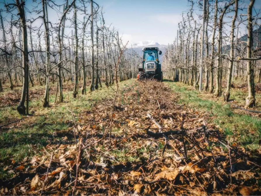 Immagine 13 di Terreno in vendita  in Via Buggia a Belfiore