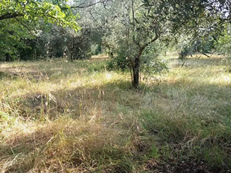 Immagine 6 di Terreno in vendita  in Via Palombarese a Palombara Sabina