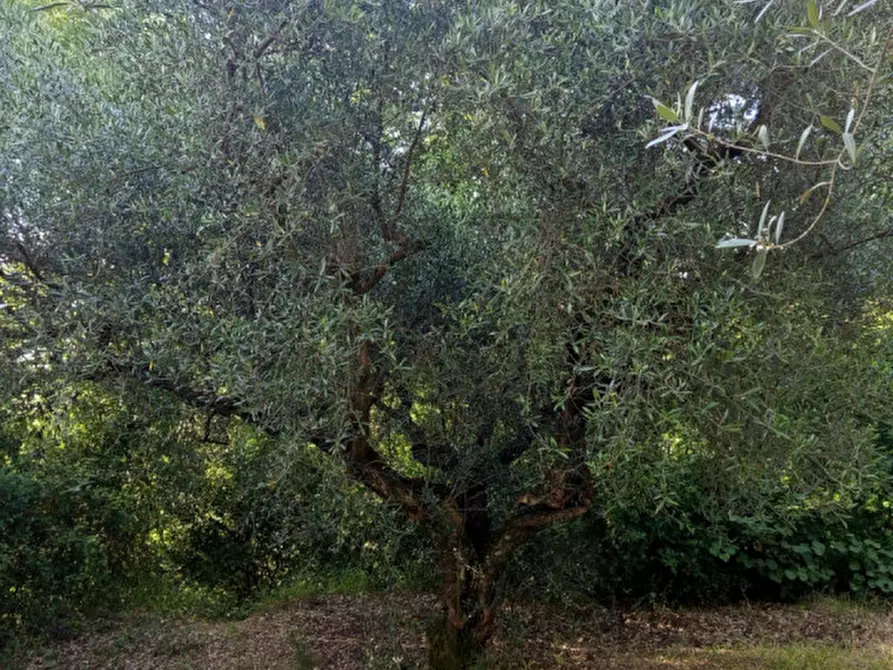Immagine 8 di Terreno in vendita  in Via Palombarese a Palombara Sabina